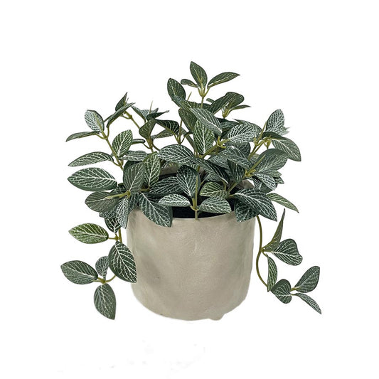 Planta Artificial Fittonia I Decorativa Con Macetero De Ceramica Color Blanco